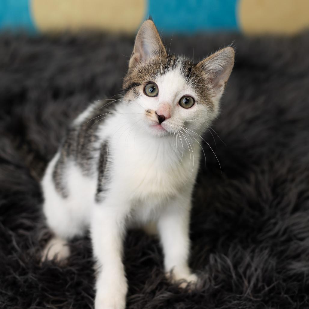 Enlarge Domino, a Adoptable Domestic Short Hair in St. Paul, MN image 1/6