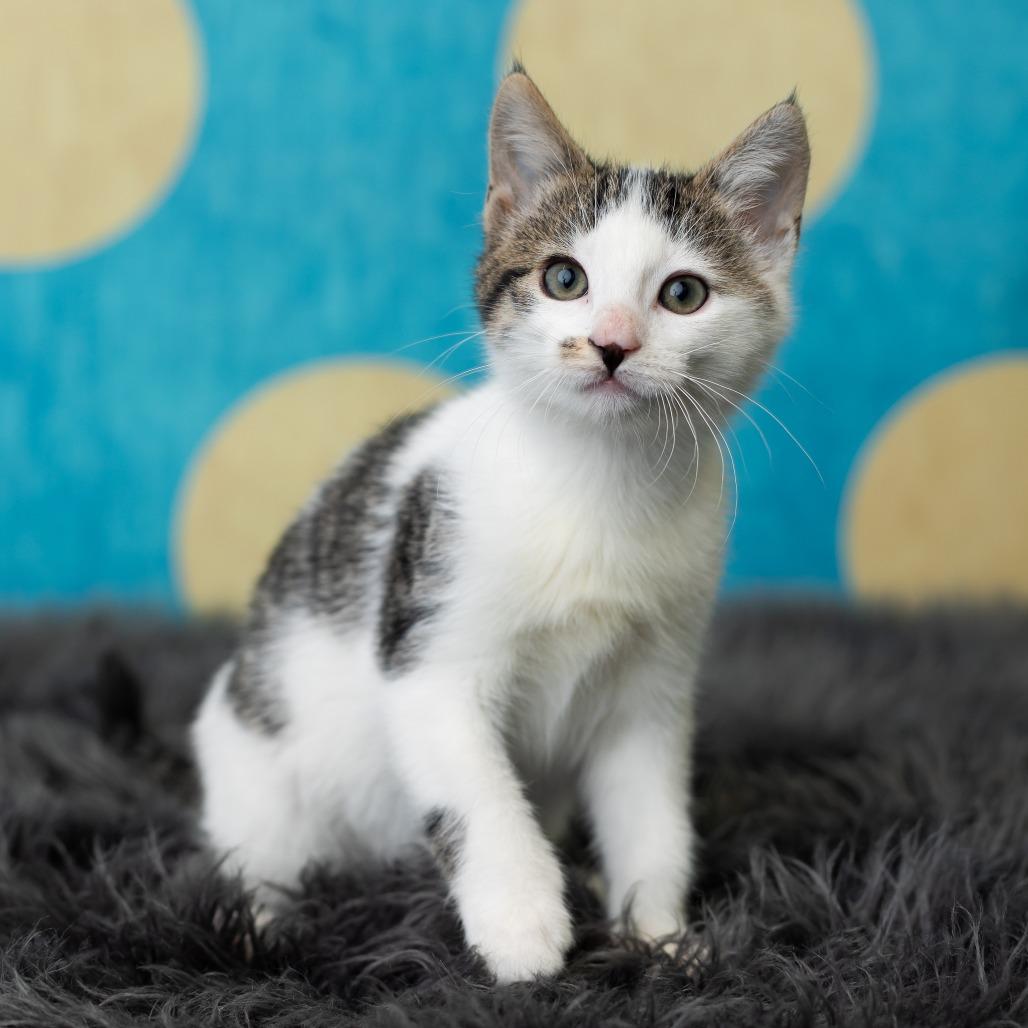 Enlarge Domino, a Adoptable Domestic Short Hair in St. Paul, MN image 2/6