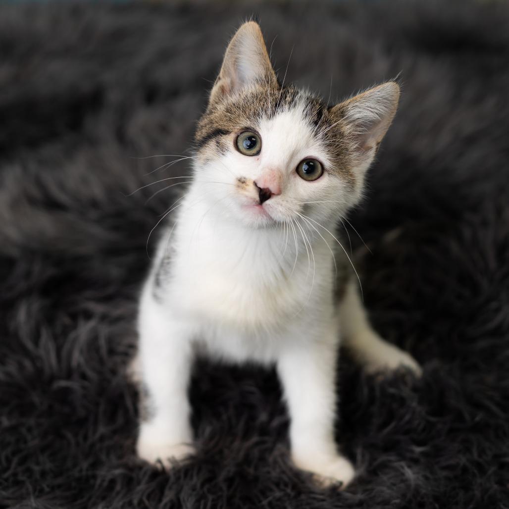 Enlarge Domino, a Adoptable Domestic Short Hair in St. Paul, MN image 3/6