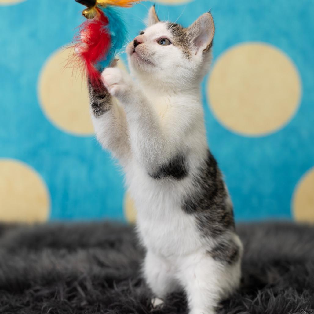 Enlarge Domino, a Adoptable Domestic Short Hair in St. Paul, MN image 4/6