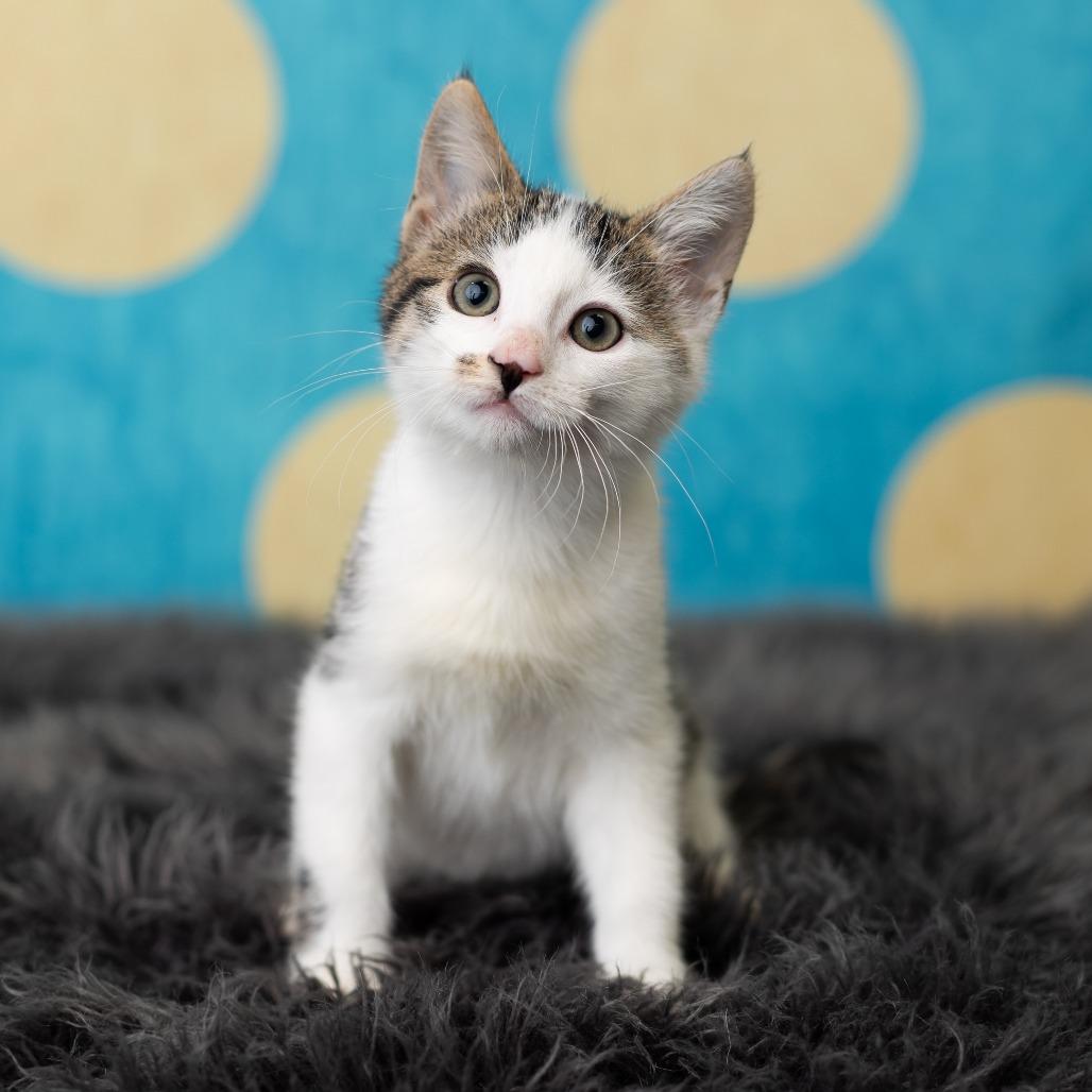 Enlarge Domino, a Adoptable Domestic Short Hair in St. Paul, MN image 5/6