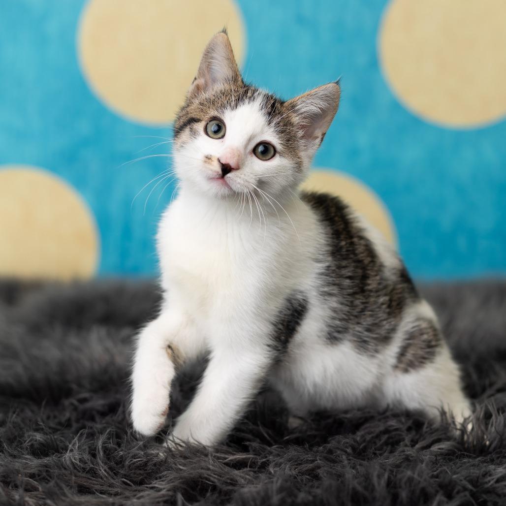 Enlarge Domino, a Adoptable Domestic Short Hair in St. Paul, MN image 6/6