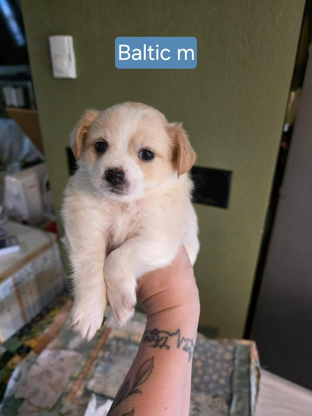 Baltic , Adoptable, Puppy Female Poodle.