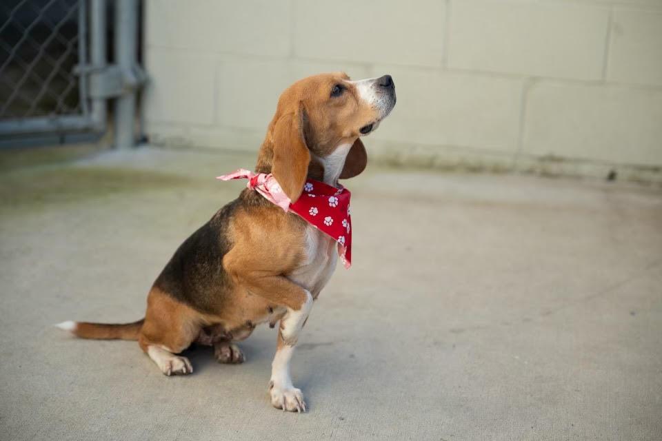 Lovely, Adoptable, Adult Female Beagle.