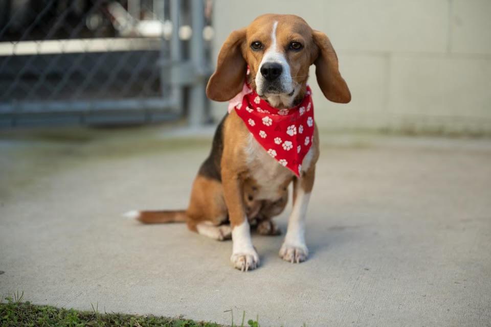 Enlarge Lovely, a Adoptable Beagle in Tampa, FL image 2/3
