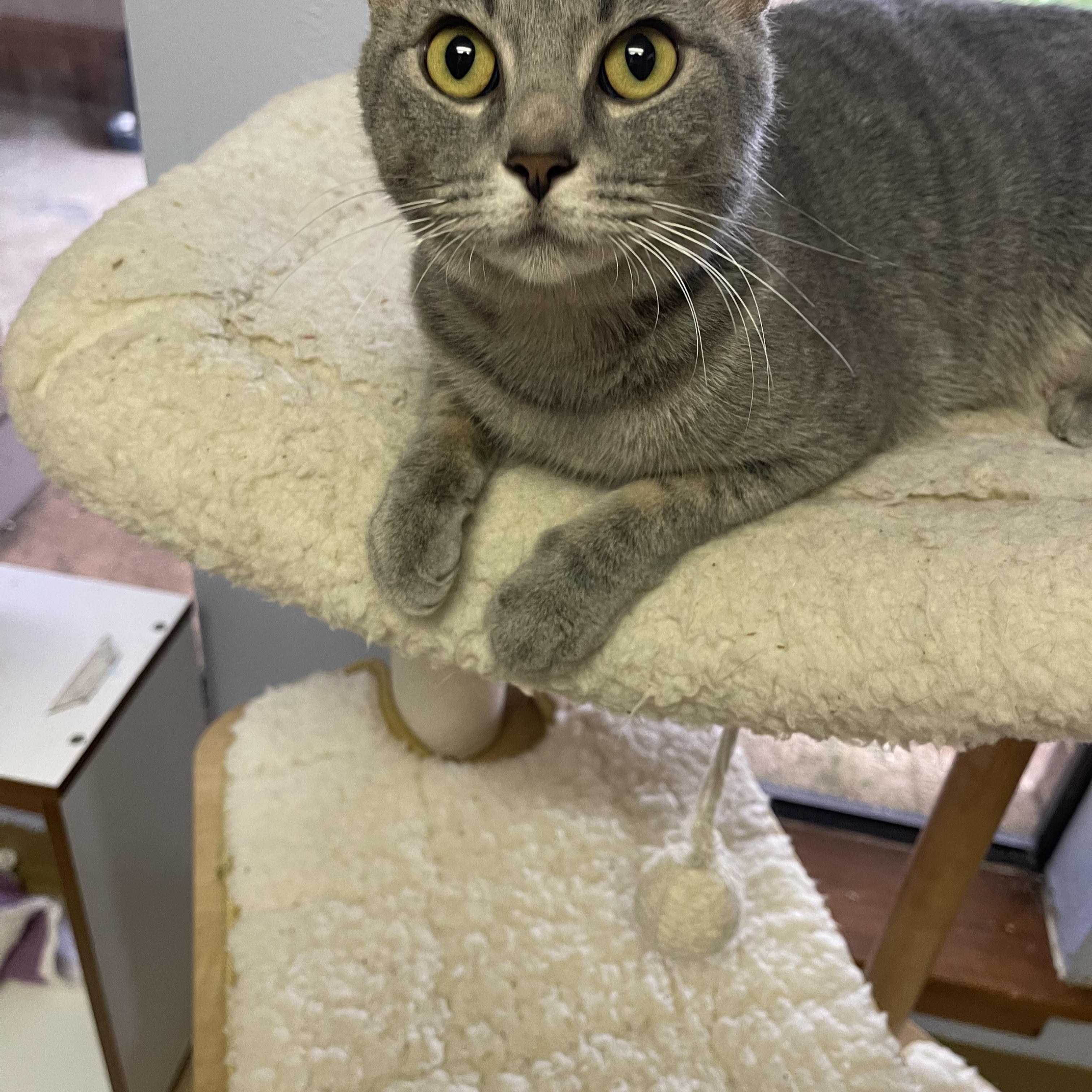 Tuesday, an adopted mixed breed in Richardson, TX image 3/3