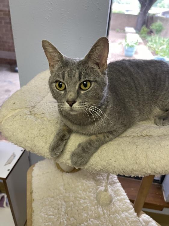 Tuesday, an adopted mixed breed in Richardson, TX image 1/3