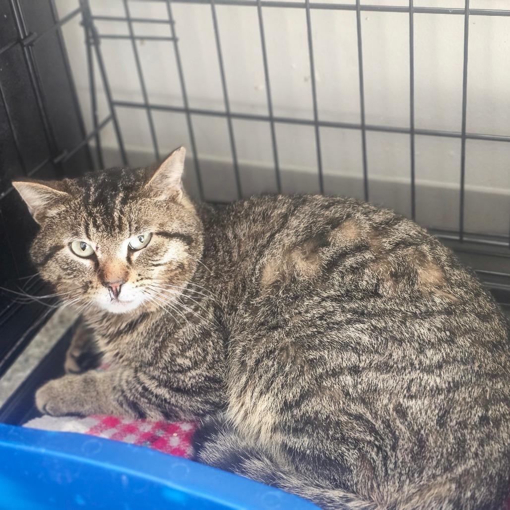 Meowth, Adoptable, Adult Male Domestic Short Hair.