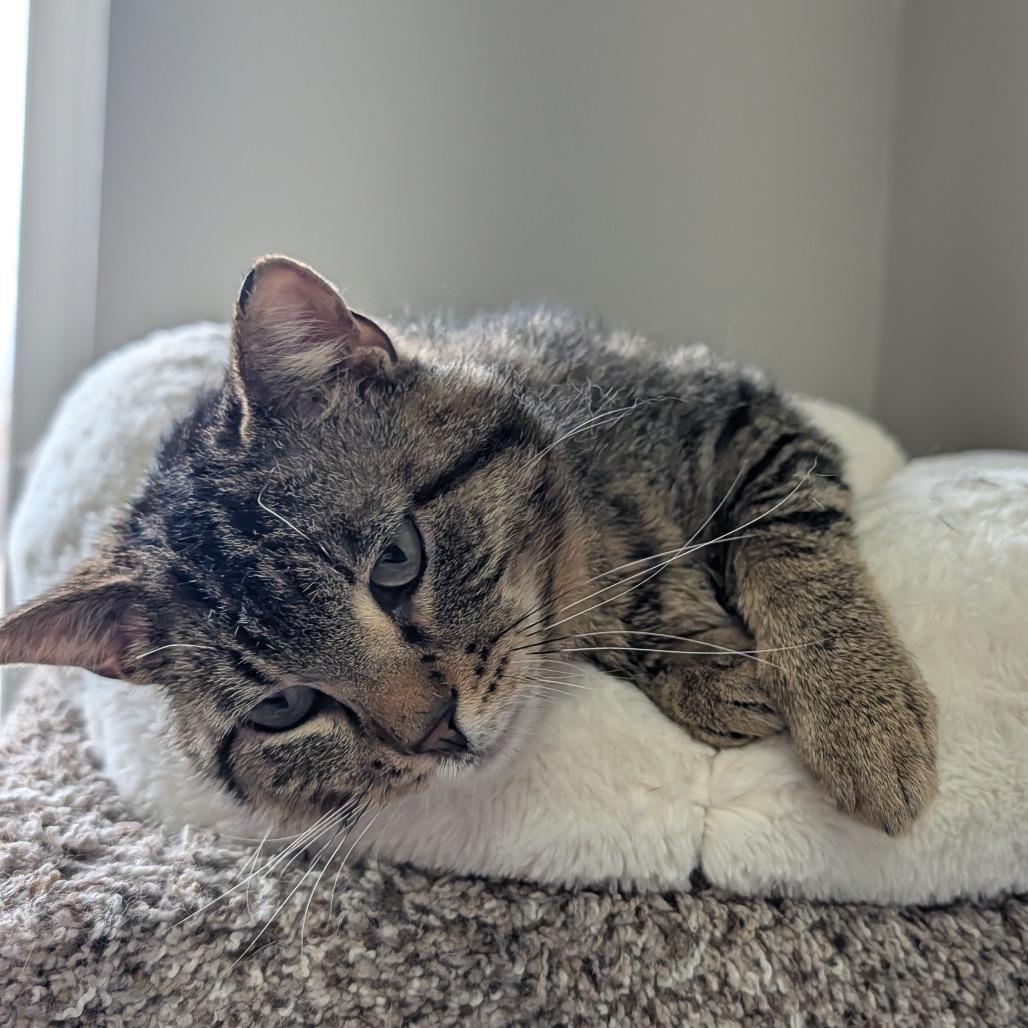 Enlarge Meowth, a Adoptable Domestic Short Hair in Detroit Lakes, MN image 2/4