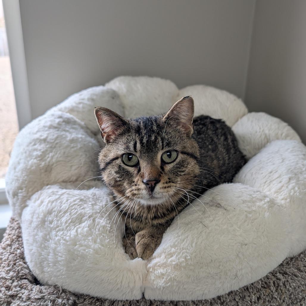 Enlarge Meowth, a Adoptable Domestic Short Hair in Detroit Lakes, MN image 3/4