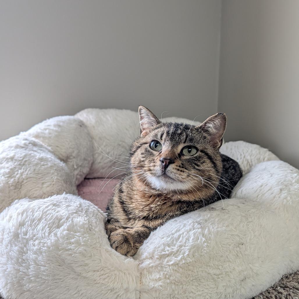 Enlarge Meowth, a Adoptable Domestic Short Hair in Detroit Lakes, MN image 4/4