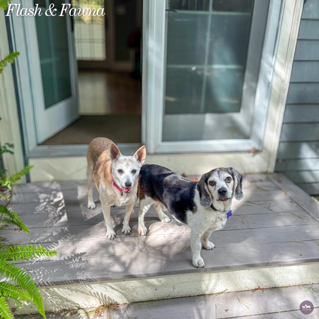 Enlarge Flash, a Adoptable mixed breed in Hopkinton, MA image 1/5