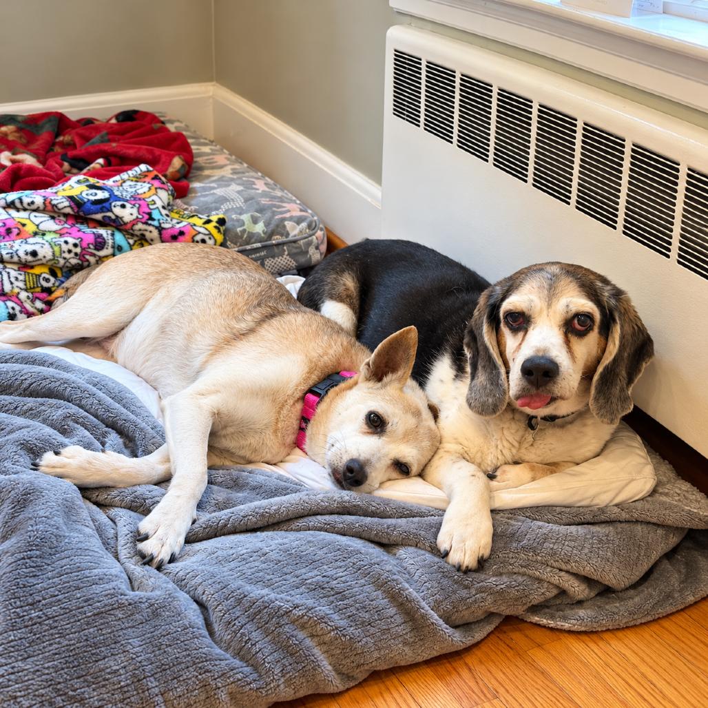 Enlarge Flash, a Adoptable mixed breed in Hopkinton, MA image 3/5