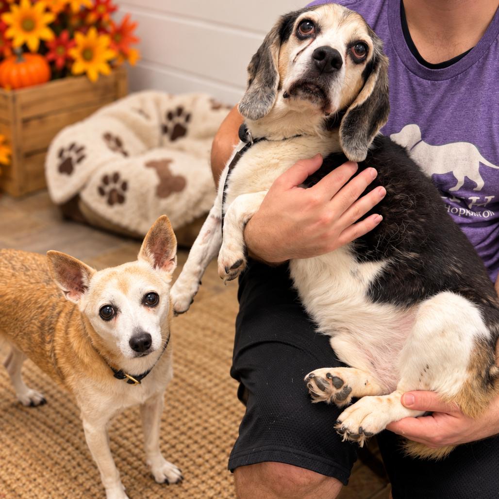 Enlarge Flash, a Adoptable mixed breed in Hopkinton, MA image 5/5
