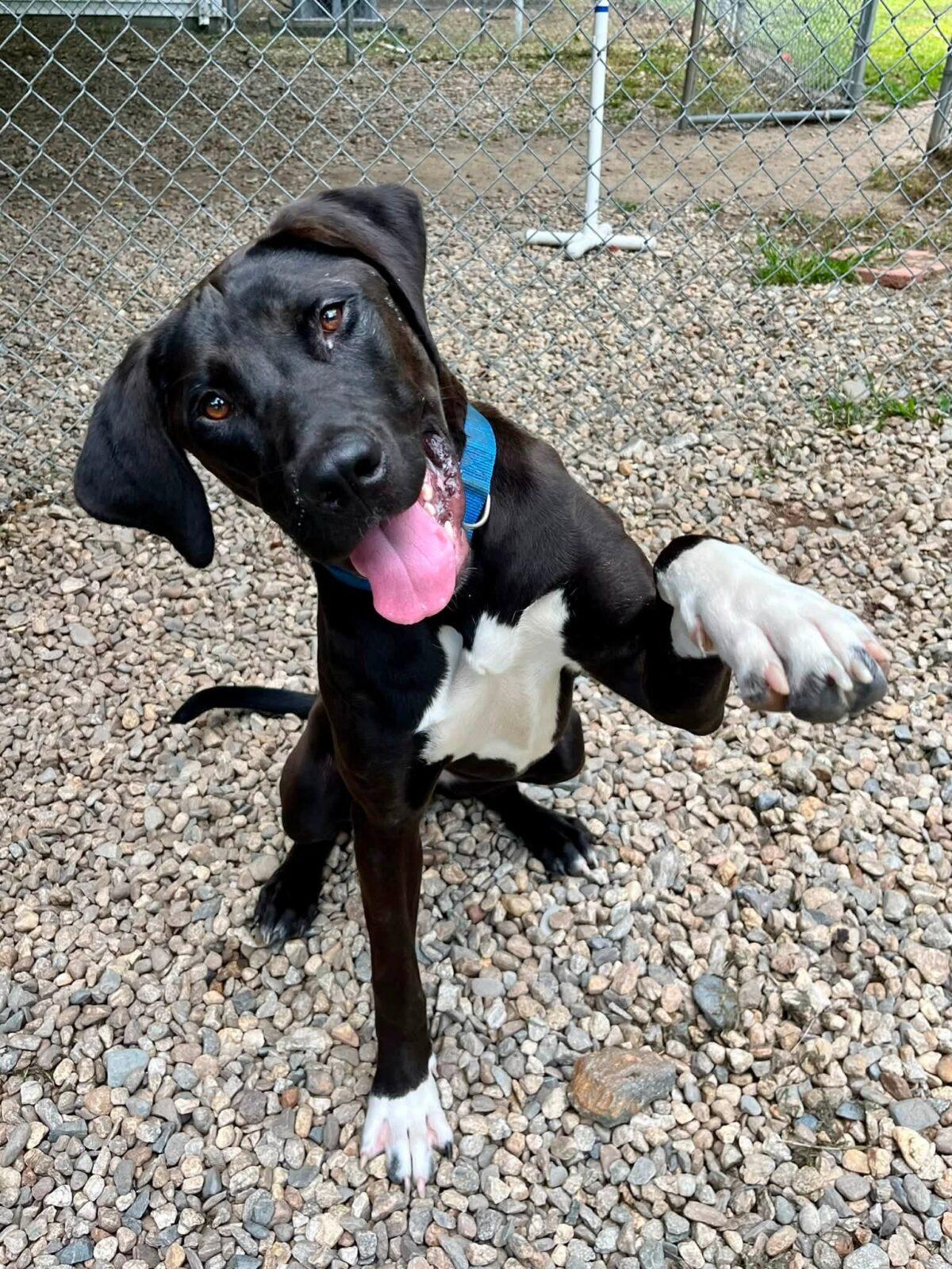 Enlarge Kayla, a Adoptable mixed breed in Hudson, MA image 4/6