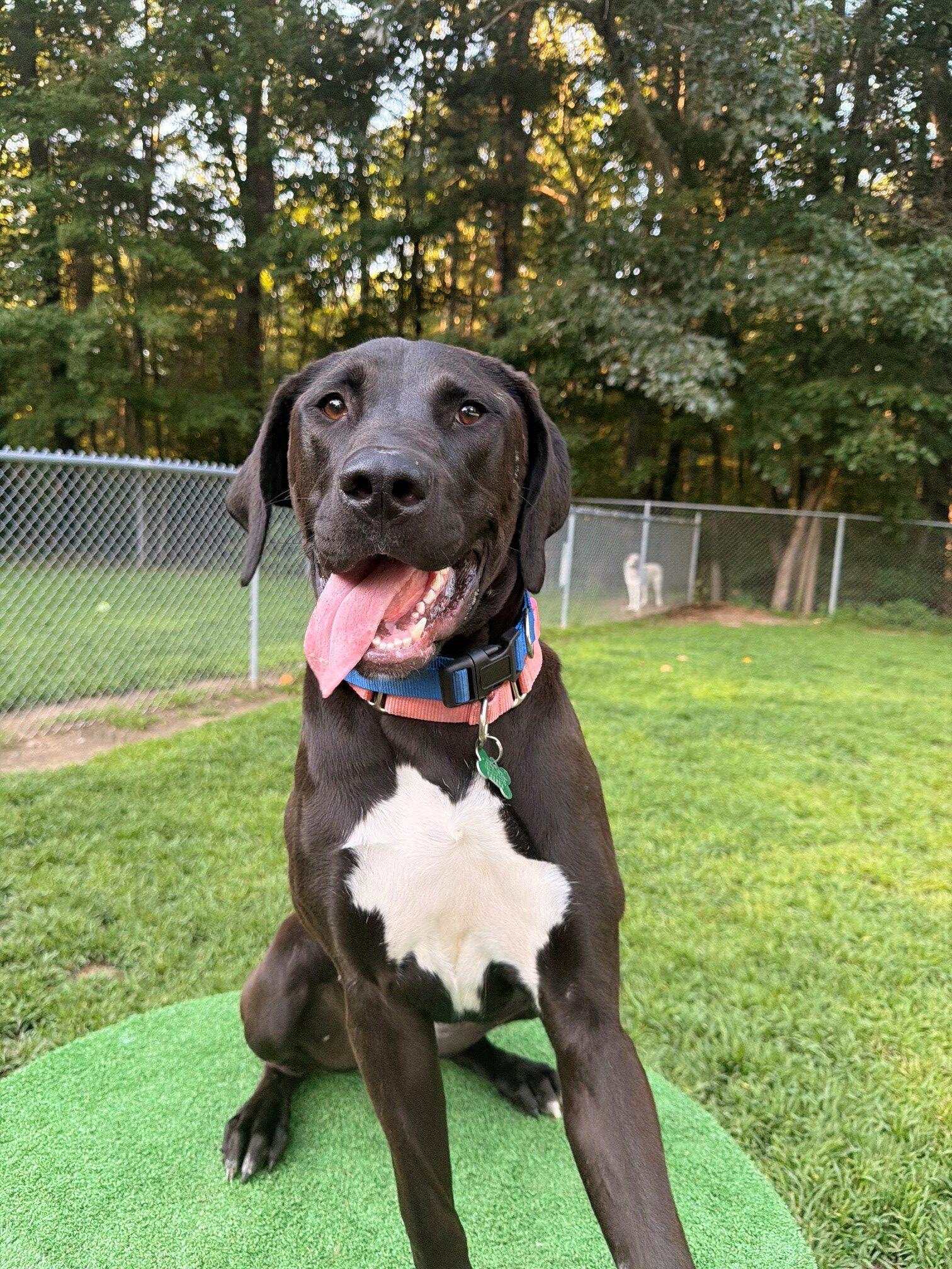 Enlarge Kayla, a Adoptable mixed breed in Hudson, MA image 2/6