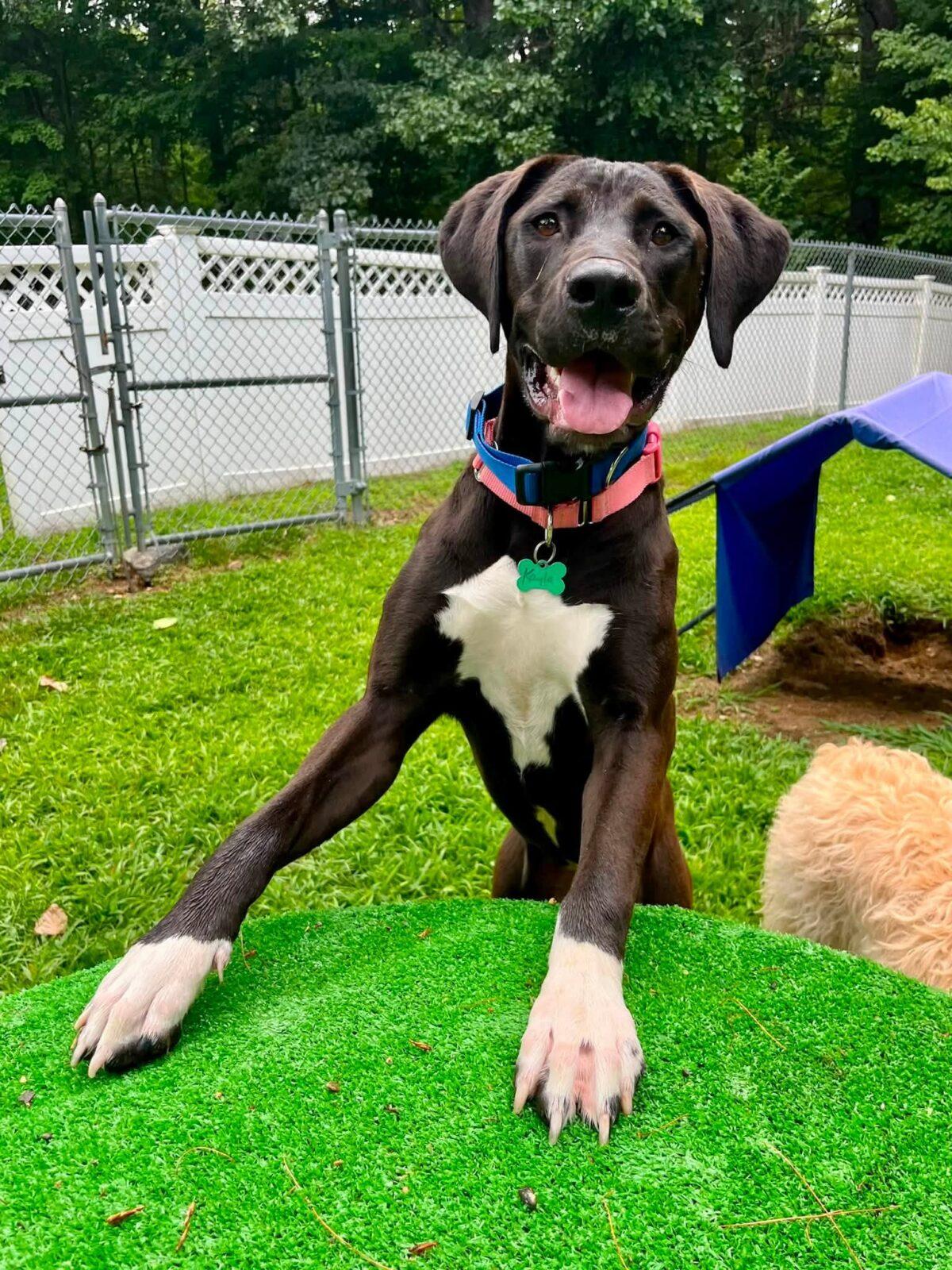Enlarge Kayla, a Adoptable mixed breed in Hudson, MA image 6/6