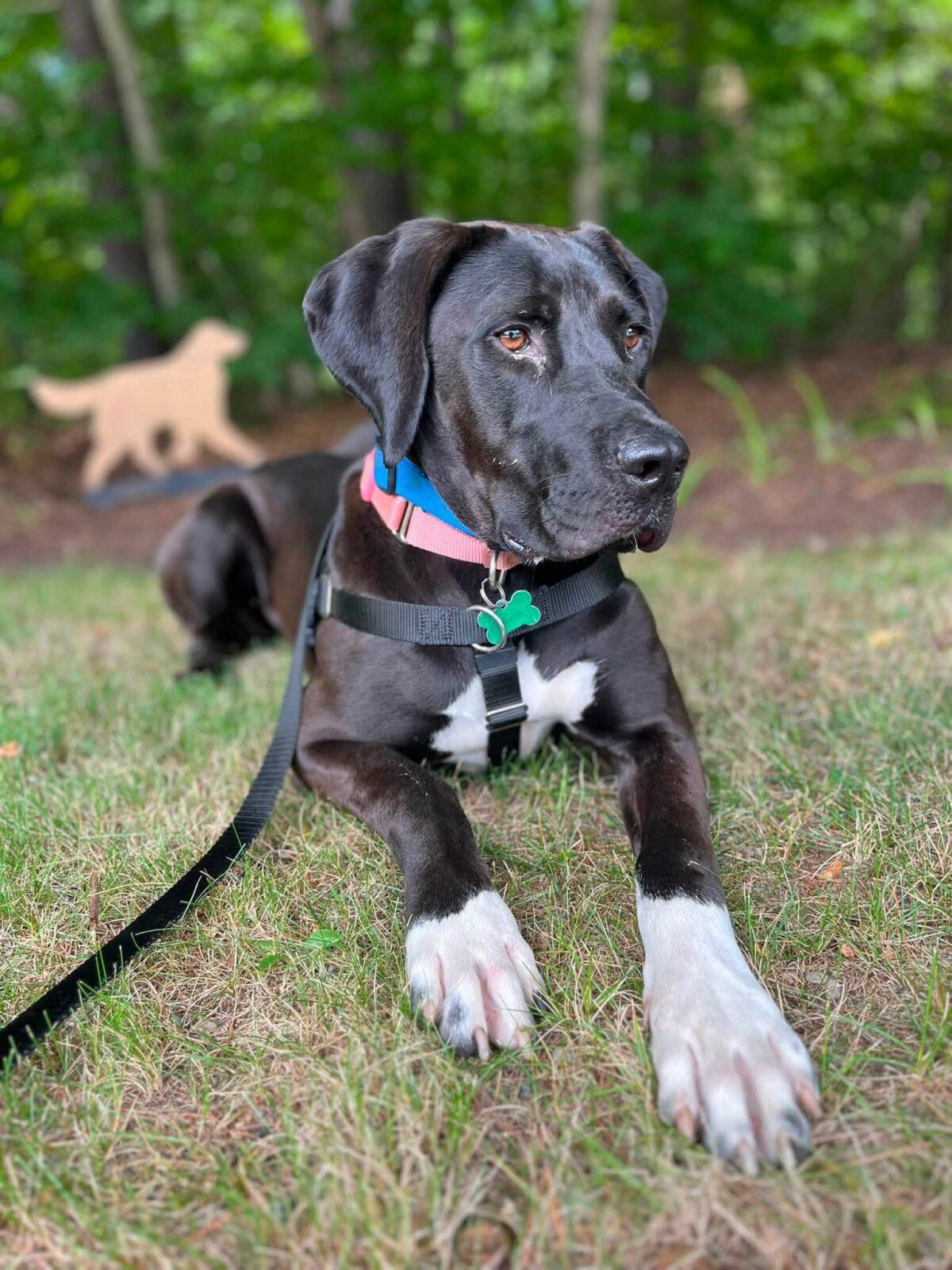 Enlarge Kayla, a Adoptable mixed breed in Hudson, MA image 5/6