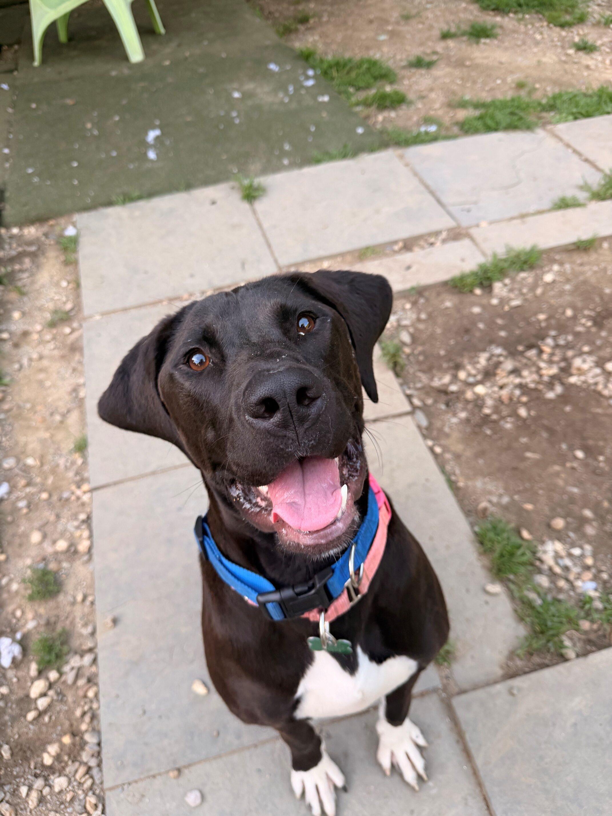 Enlarge Kayla, a Adoptable mixed breed in Hudson, MA image 1/6