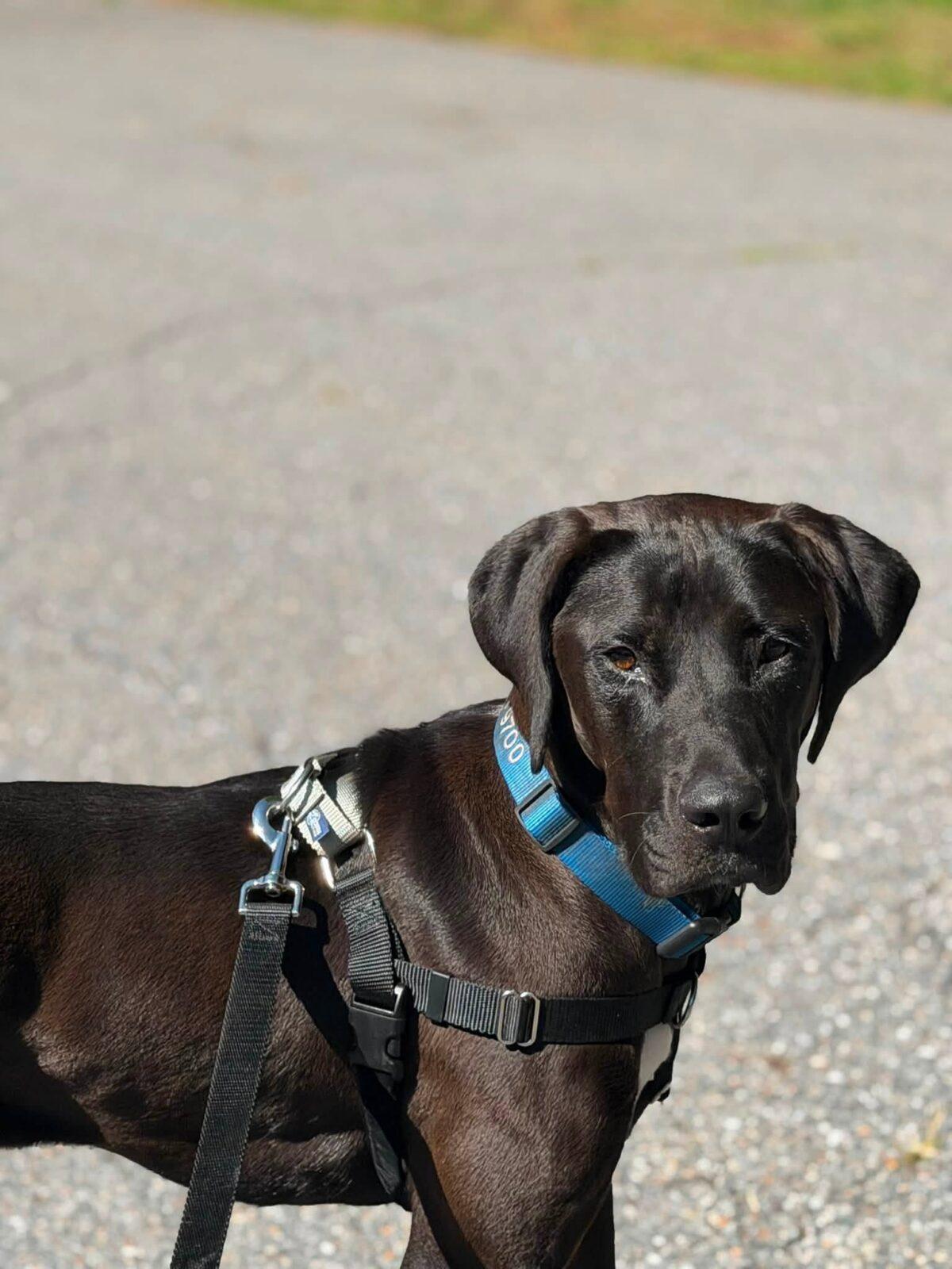 Enlarge Kayla, a Adoptable mixed breed in Hudson, MA image 3/6