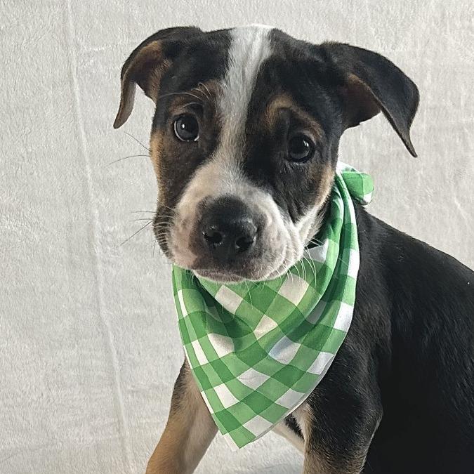 Enlarge Broccoli, a Adoptable mixed breed in Johnson City, TN image 1/4