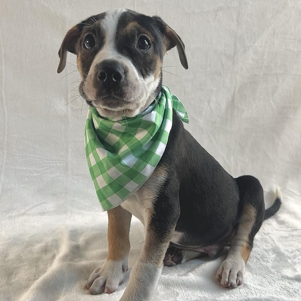 Enlarge Broccoli, a Adoptable mixed breed in Johnson City, TN image 2/4