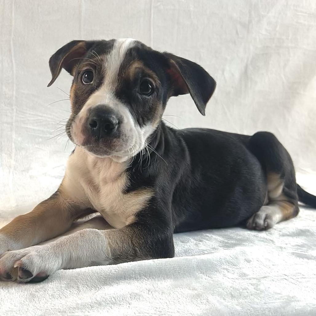 Enlarge Broccoli, a Adoptable mixed breed in Johnson City, TN image 3/4