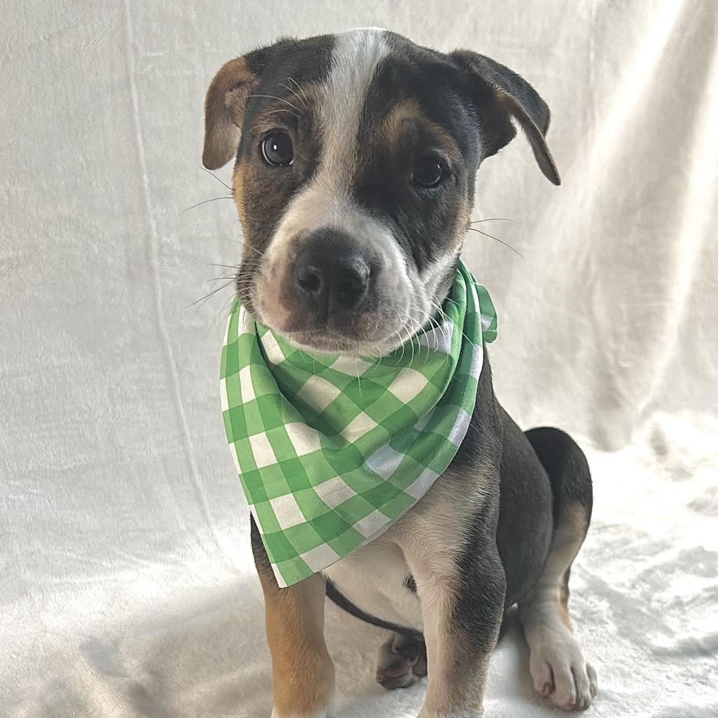 Enlarge Broccoli, a Adoptable mixed breed in Johnson City, TN image 4/4