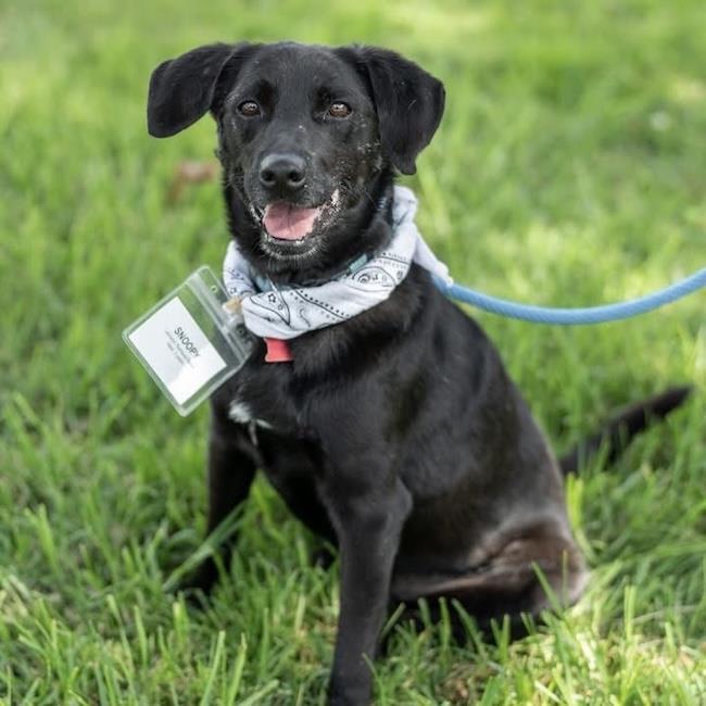 Enlarge Snoopy, a Adoptable mixed breed in San Diego, CA image 1/3