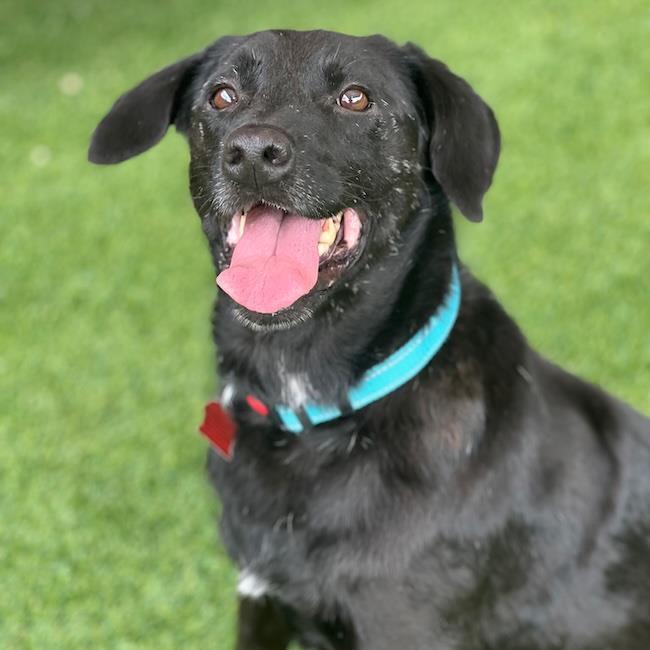 Enlarge Snoopy, a Adoptable mixed breed in San Diego, CA image 2/3