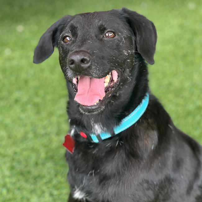 Enlarge Snoopy, a Adoptable mixed breed in San Diego, CA image 3/3