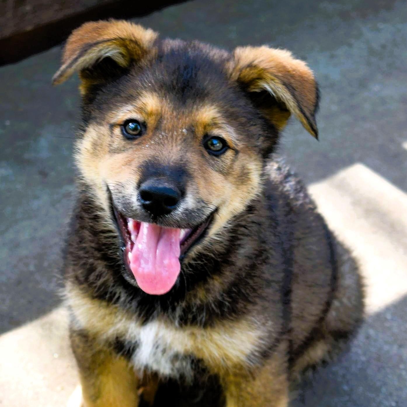 Rusty, a Adopted mixed breed in Campbell, CA image 6/6