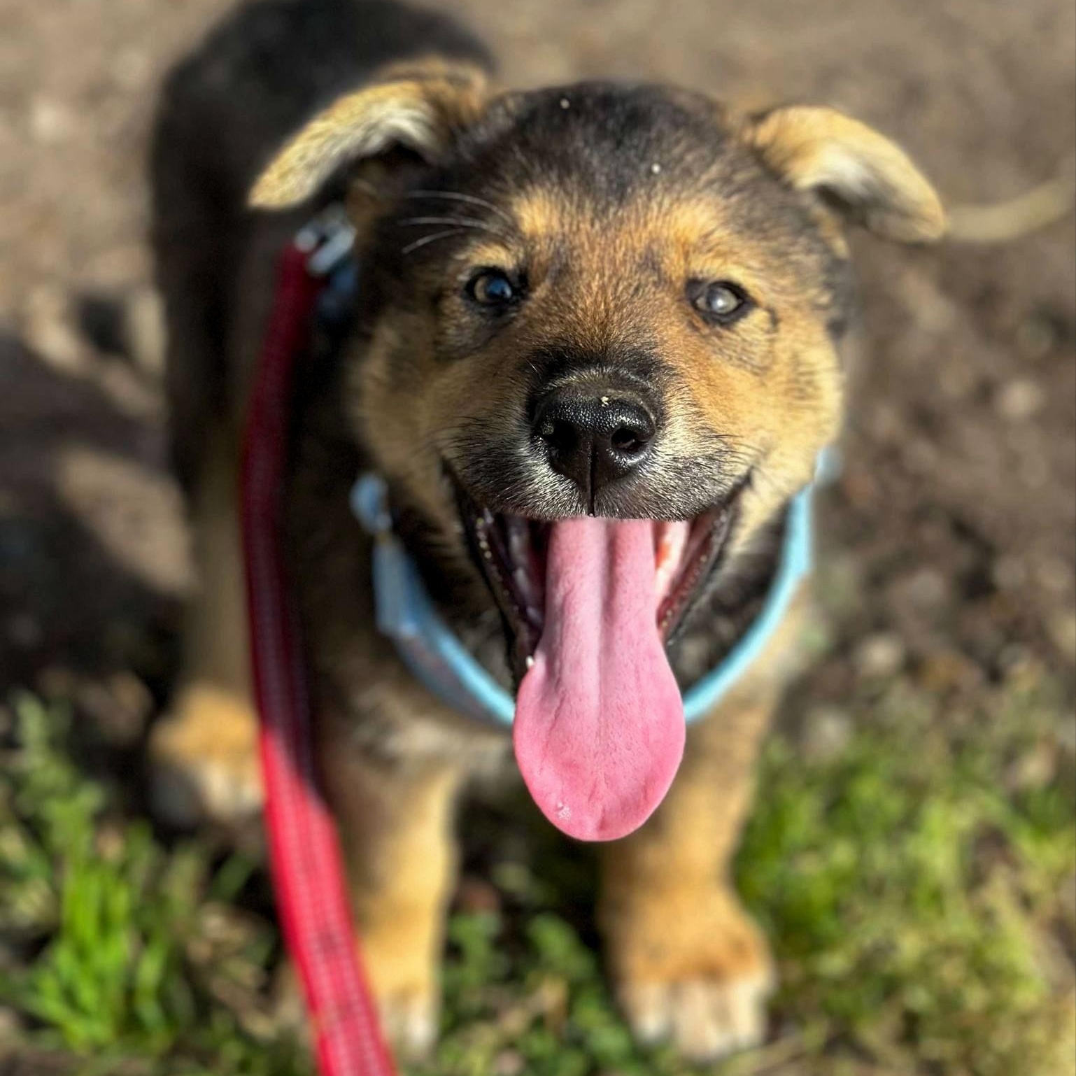 Rusty, a Adopted mixed breed in Campbell, CA image 1/6