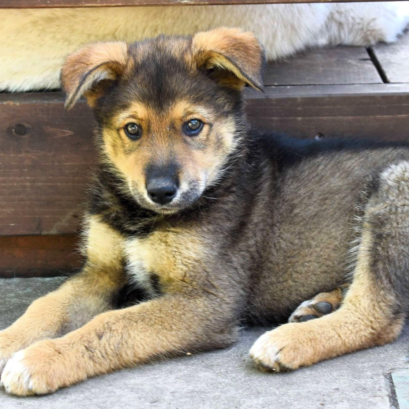 Rusty, a Adopted mixed breed in Campbell, CA image 2/6