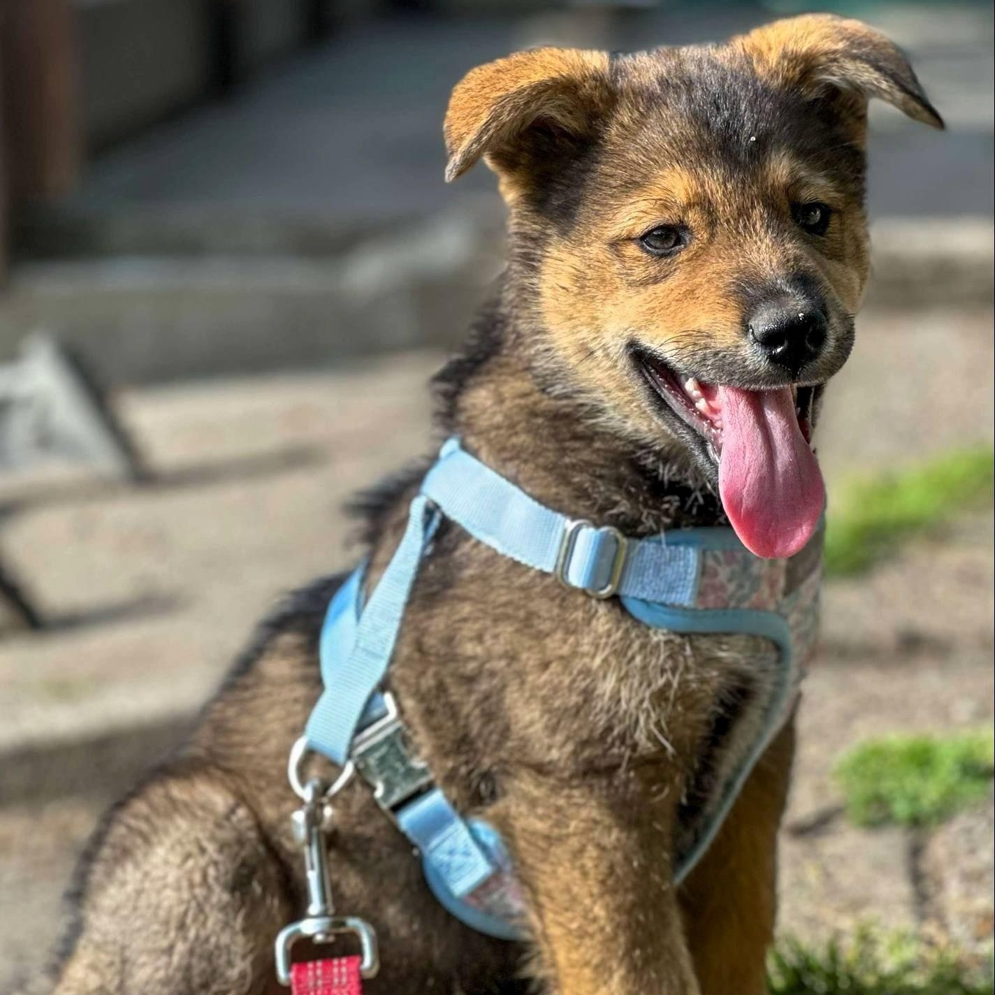 Rusty, a Adopted mixed breed in Campbell, CA image 3/6