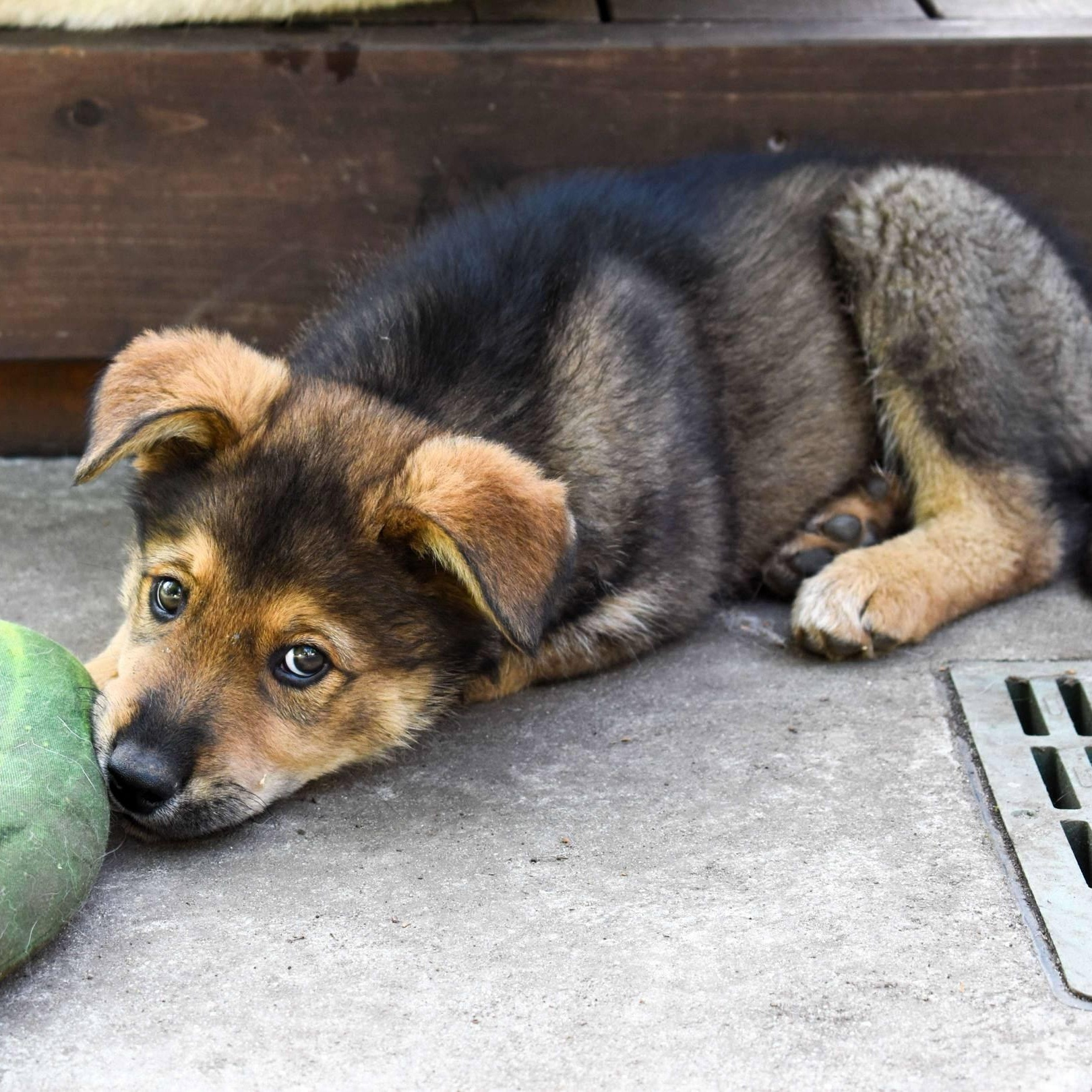 Rusty, a Adopted mixed breed in Campbell, CA image 4/6
