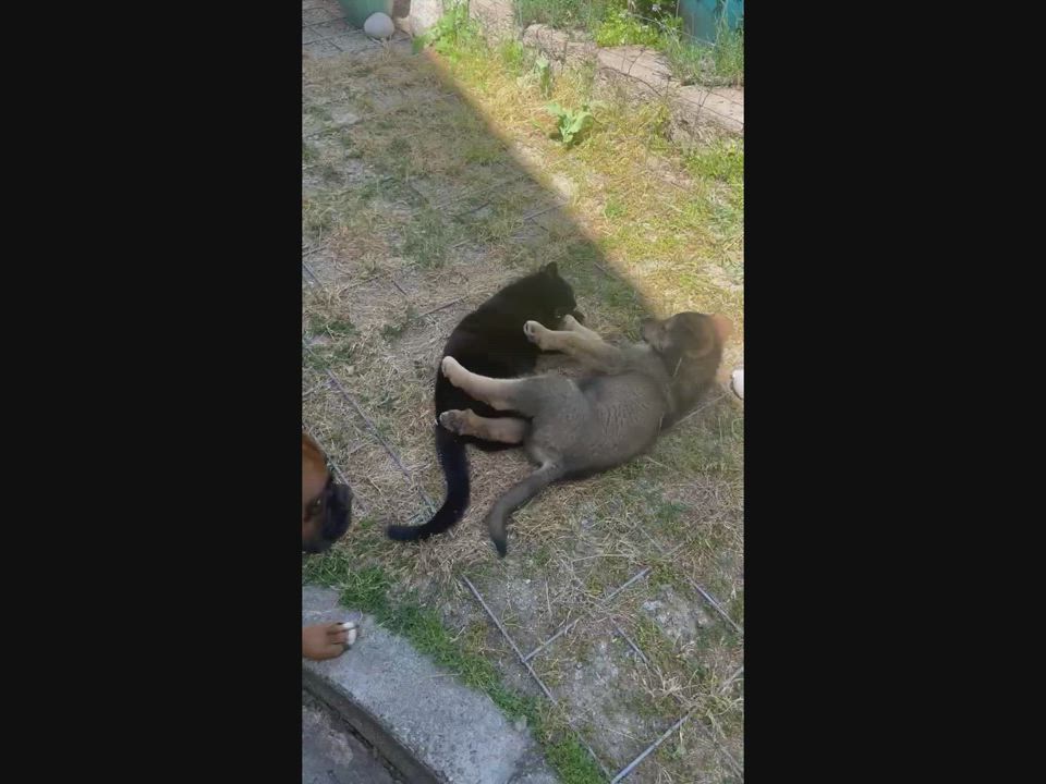 Enlarge Rusty, a Adopted mixed breed in Campbell, CA video 5/6