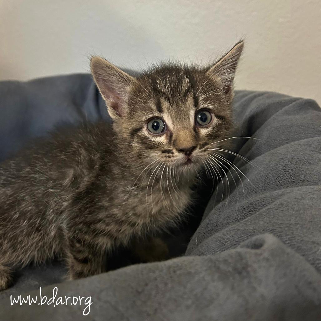 Enlarge Froggy, a Adoptable Domestic Short Hair in Cheyenne, WY image 1/1
