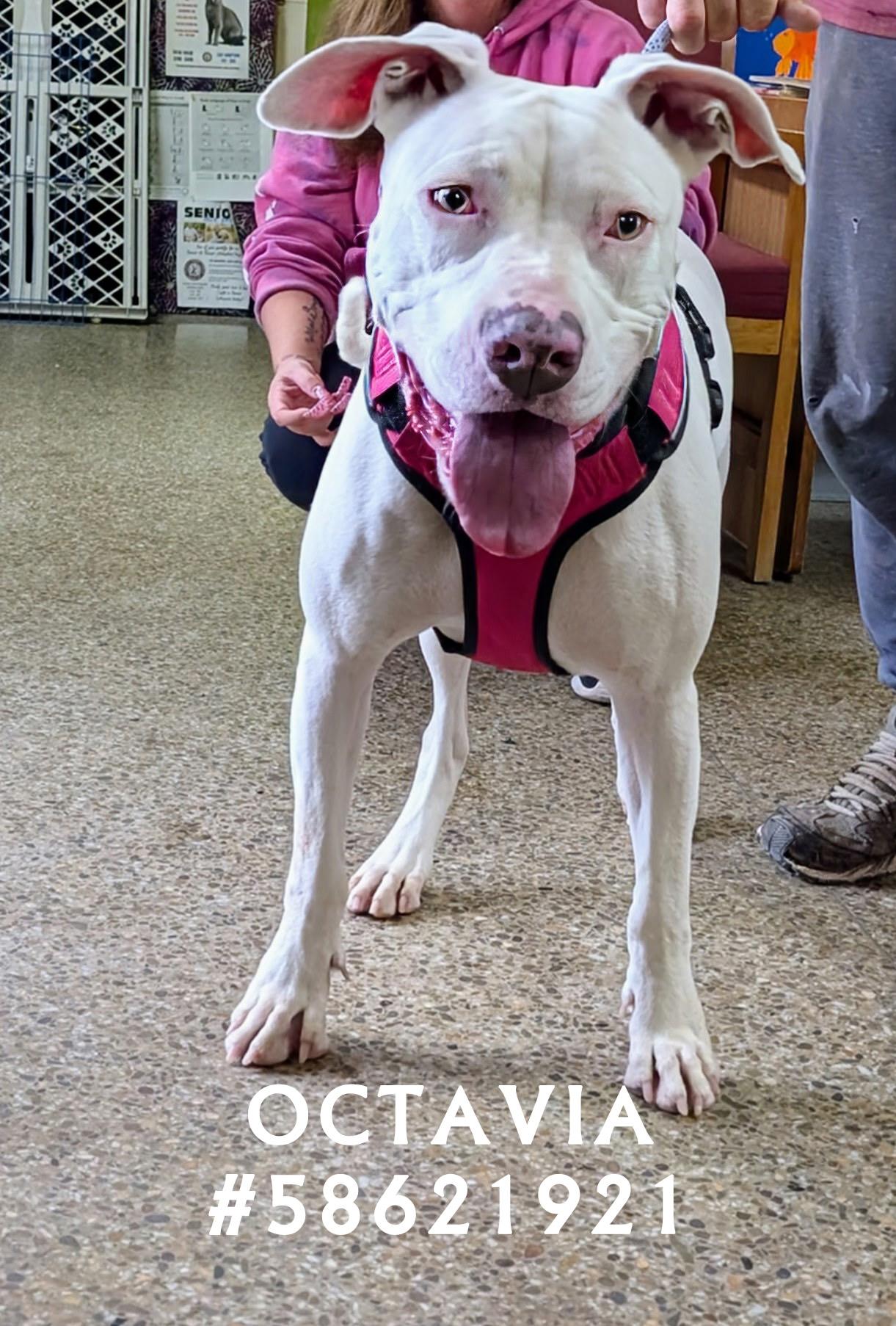 Enlarge Octavia, a Adoptable mixed breed in Wilkes Barre, PA image 1/1