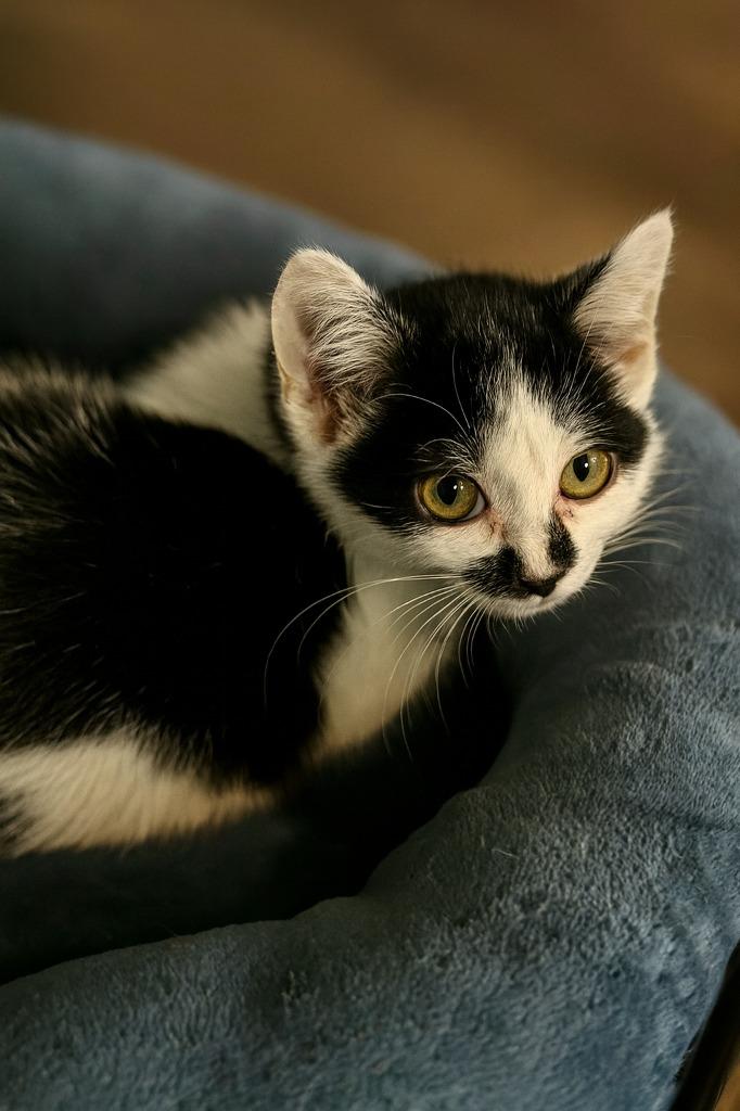 Billie Jean, Adoptable, Kitten Female Domestic Short Hair.