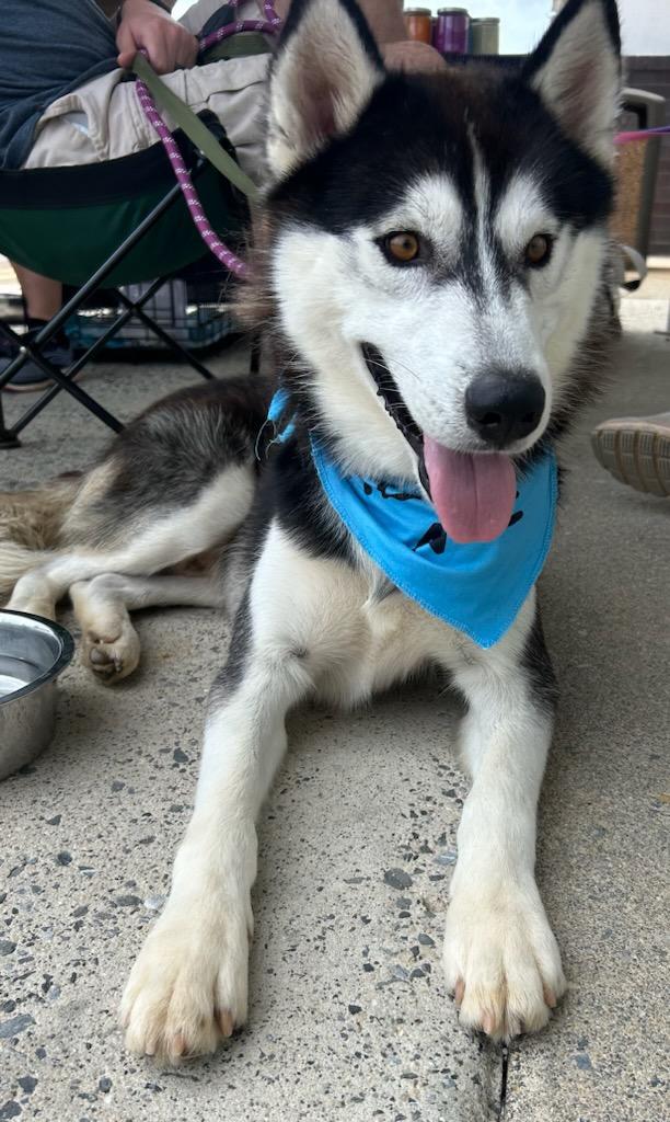 Enlarge Stark, a Adoptable Husky in PHILADELPHIA, TN image 1/2