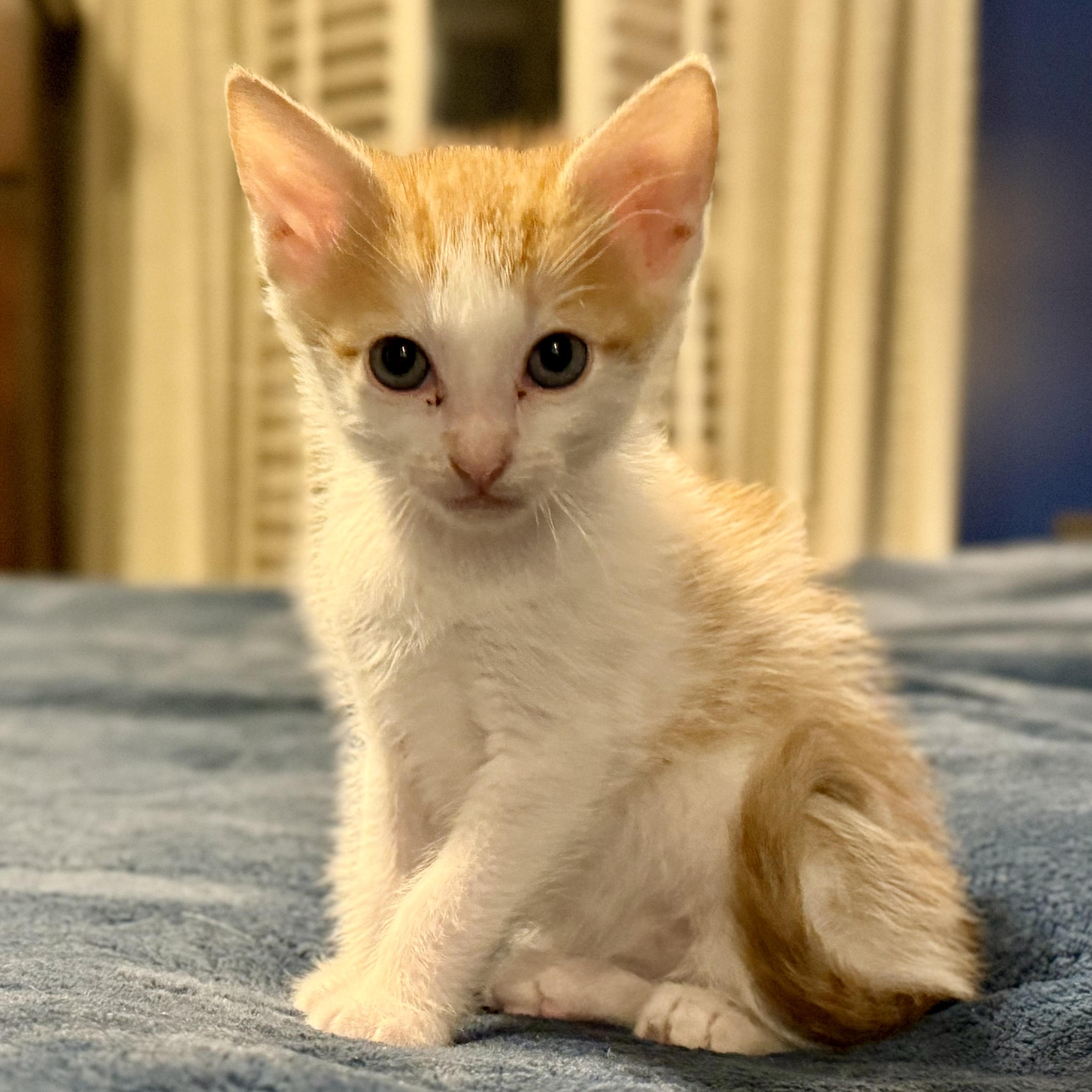Fizzle Fritter, adopted, Kitten Male Domestic Short Hair.