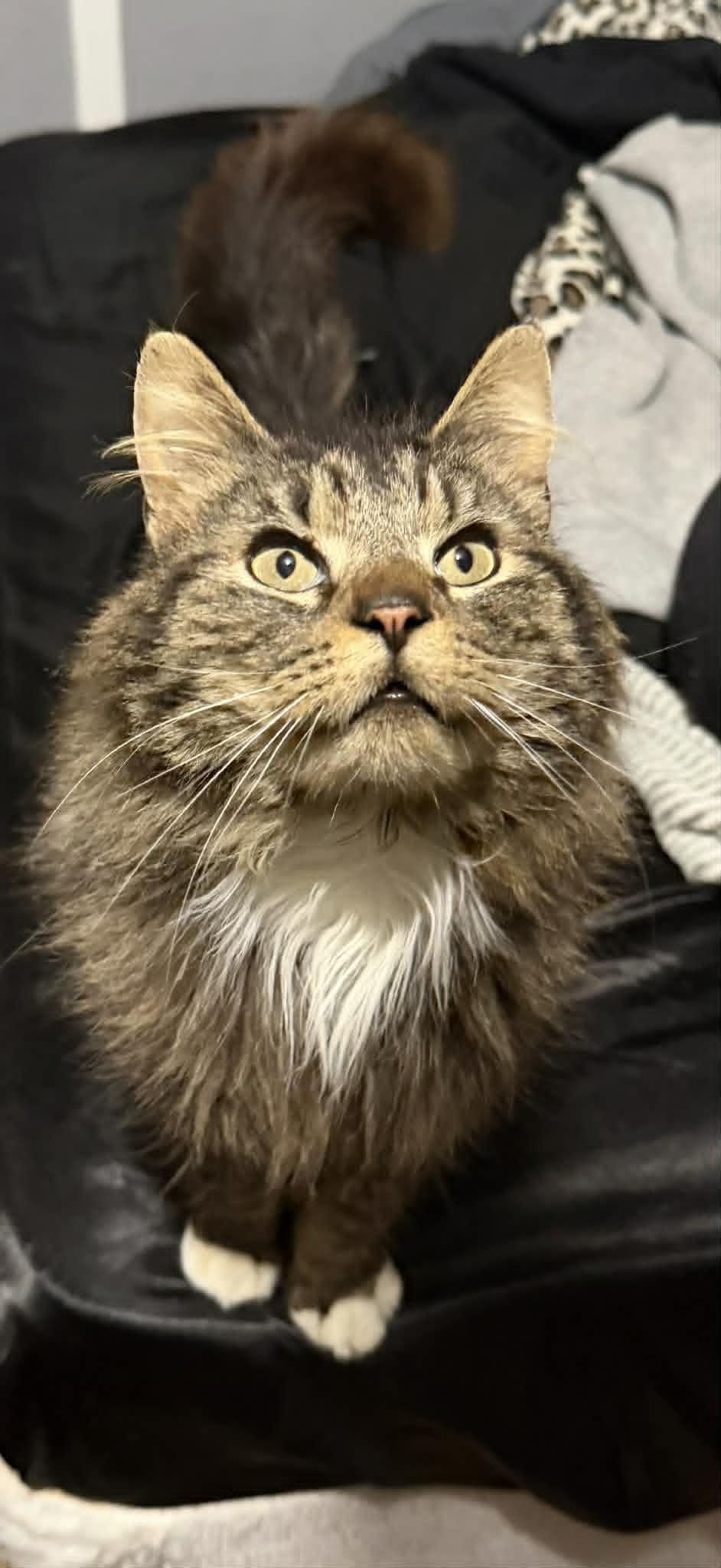 Enlarge Jimmy, an adopted Domestic Long Hair in Fulton, NY image 3/3