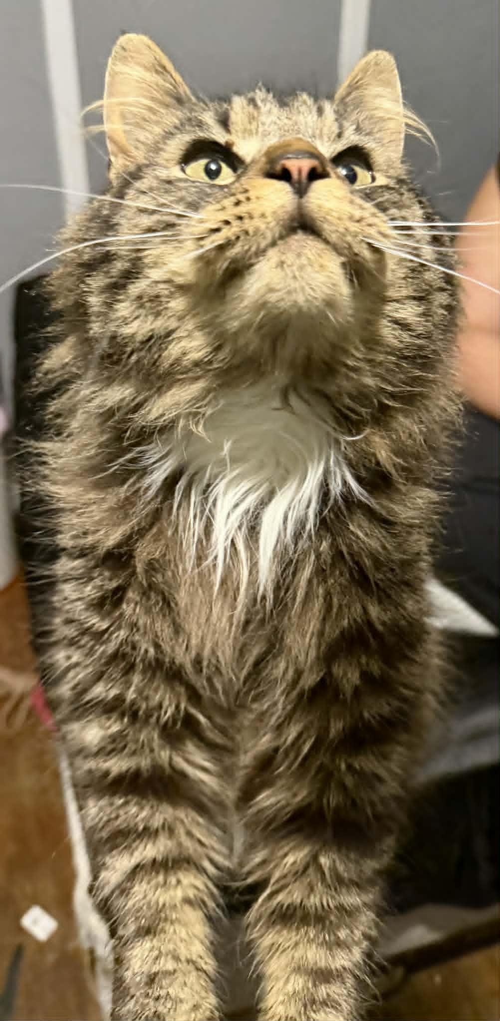 Enlarge Jimmy, an adopted Domestic Long Hair in Fulton, NY image 2/3