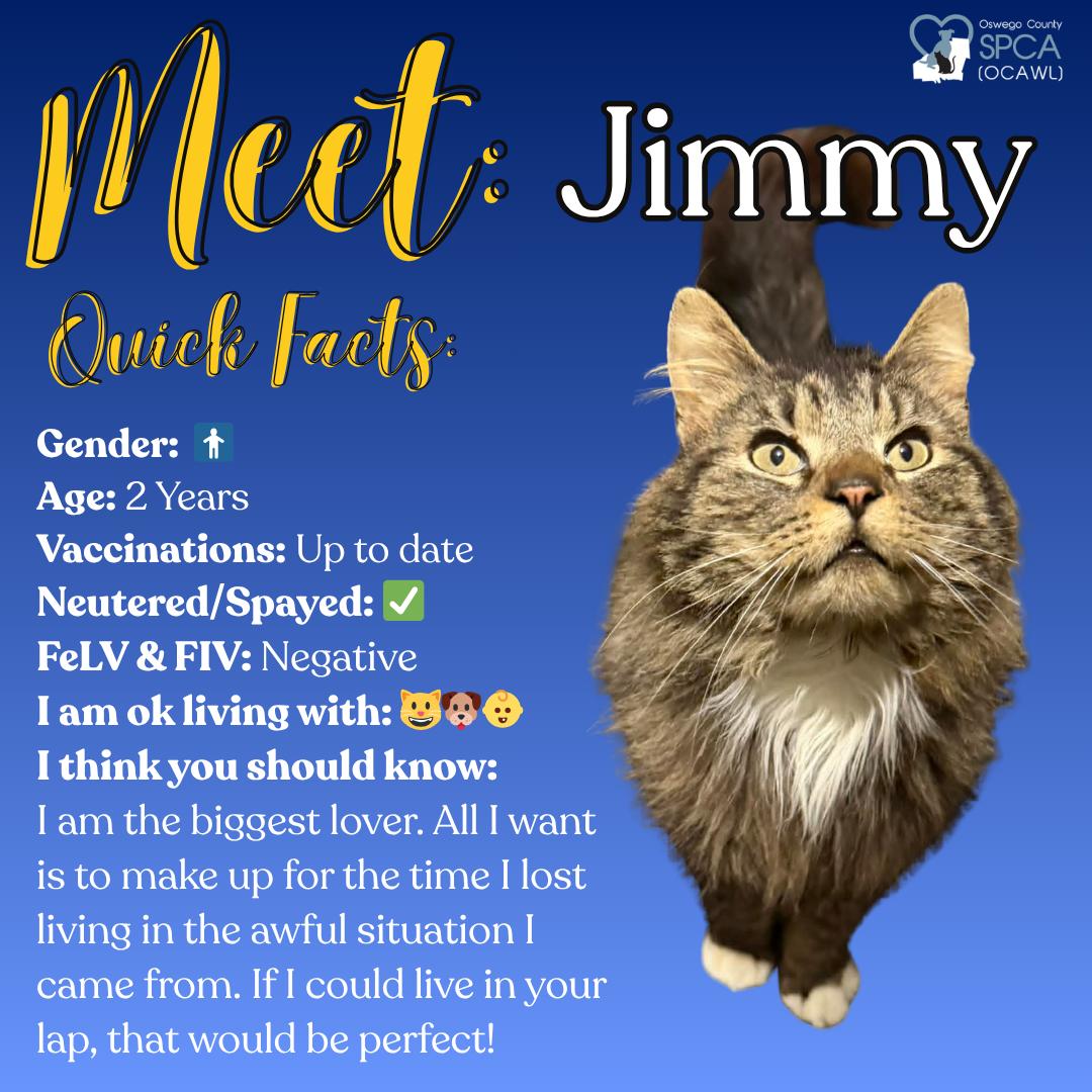 Enlarge Jimmy, an adopted Domestic Long Hair in Fulton, NY image 1/3