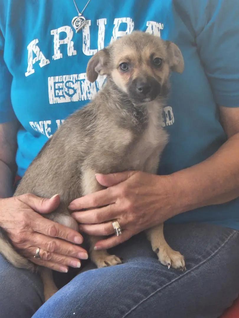 Enlarge Sasha, a Adoptable mixed breed in Wichita, KS image 1/1