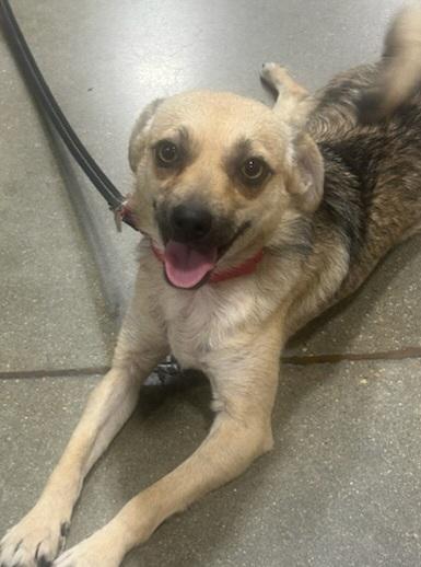 Enlarge Sasha, a Adoptable mixed breed in Wichita, KS image 1/2