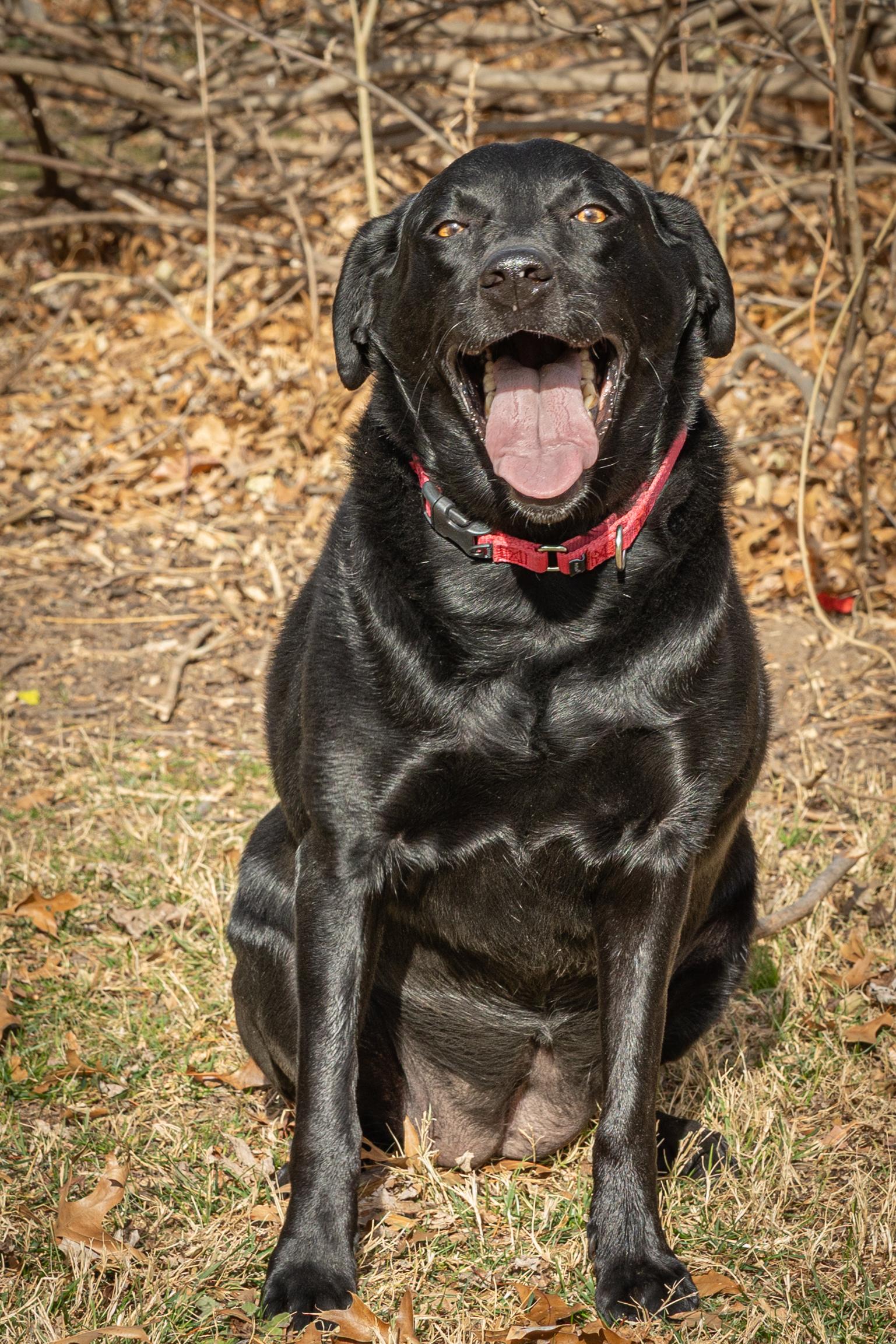 Enlarge EVIE (2), an adopted Labrador Retriever in Broken Arrow, OK image 5/5