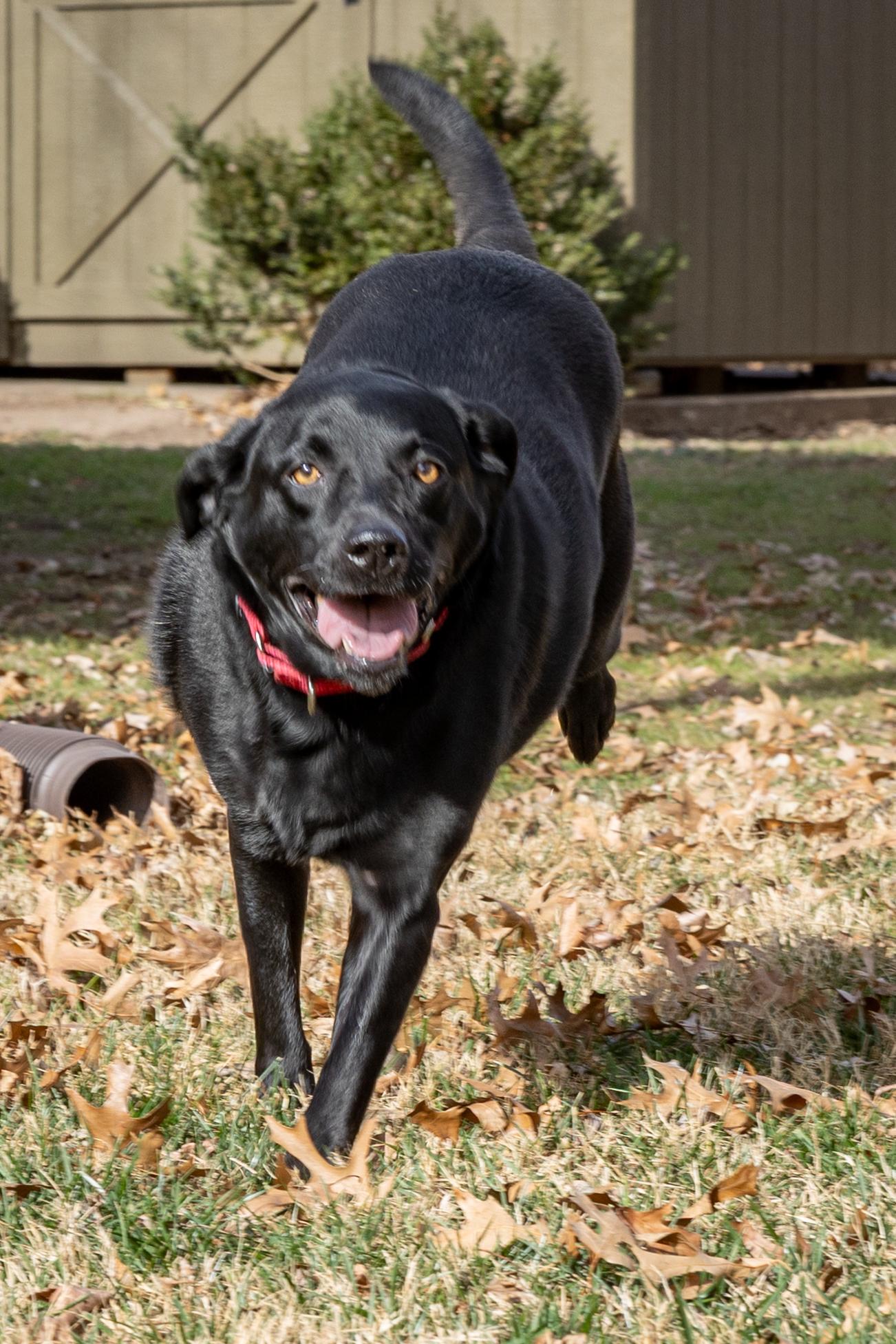 Enlarge EVIE (2), an adopted Labrador Retriever in Broken Arrow, OK image 3/5