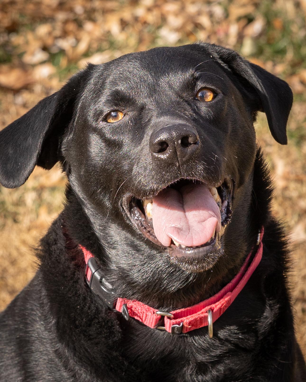 Enlarge EVIE (2), an adopted Labrador Retriever in Broken Arrow, OK image 2/5